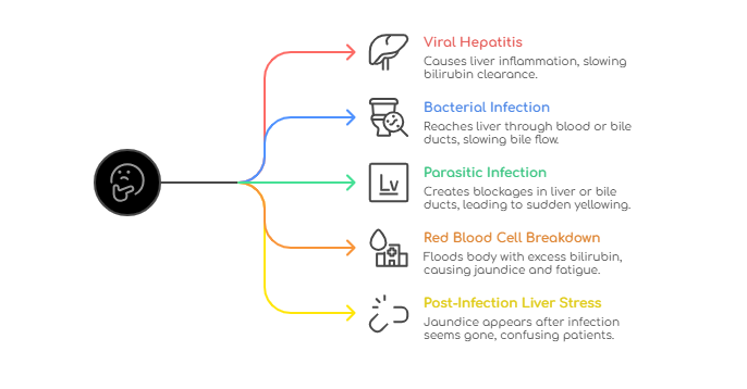 Common Infections That Cause Jaundice in Adults - visual selection
