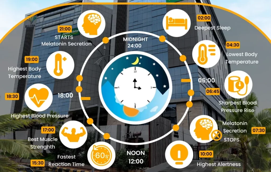 Circadian Clock