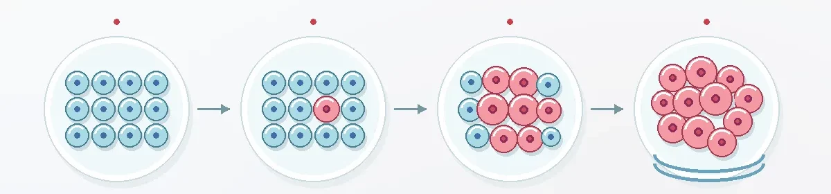 Cancer Development