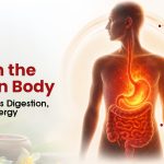 Pitta in Human Body: How It Affects Digestion, Skin, and Energy