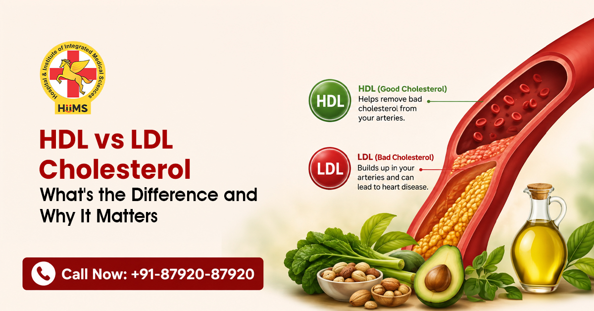 HDL vs LDL Cholesterol